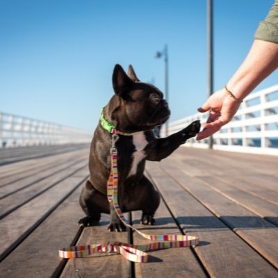 Recycled Collars and Leashes Logo