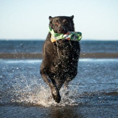 Dog at beach