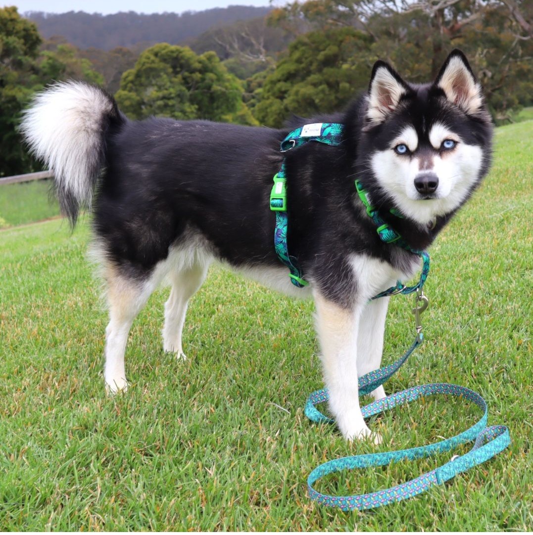 Recycled Dog Adventure Harness Logo