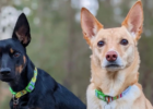 Sustainable tips for dog adventure walks Logo